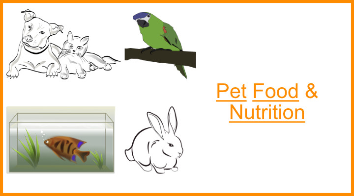 Cat, dog, parrot, fish in the aquarium and rabbit. A few examples of pets. 