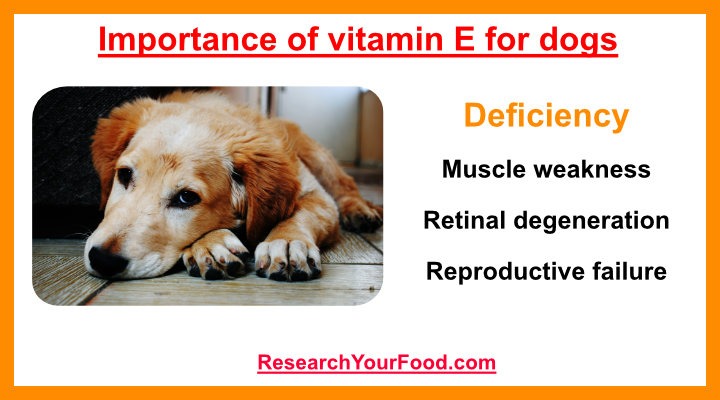 Picture of The importance of vitamin E for dogs | Research Your Food
